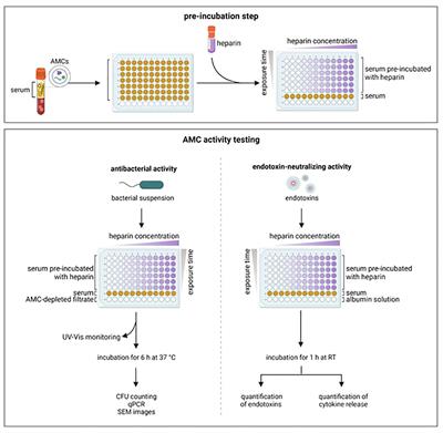 The neutralizing effect of heparin on blood-derived antimicrobial compounds: impact on antibacterial activity and inflammatory response